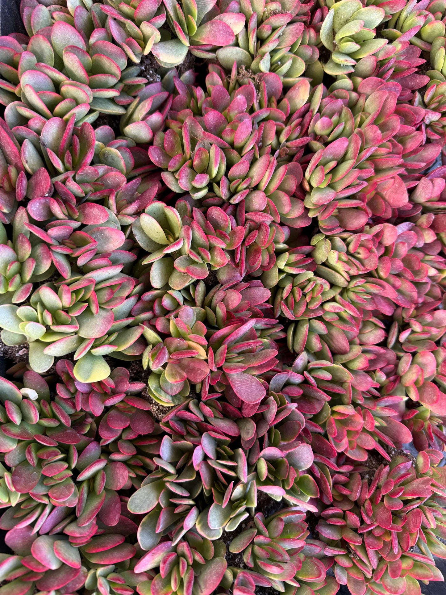 Pink Jade Crassula Platyphylla