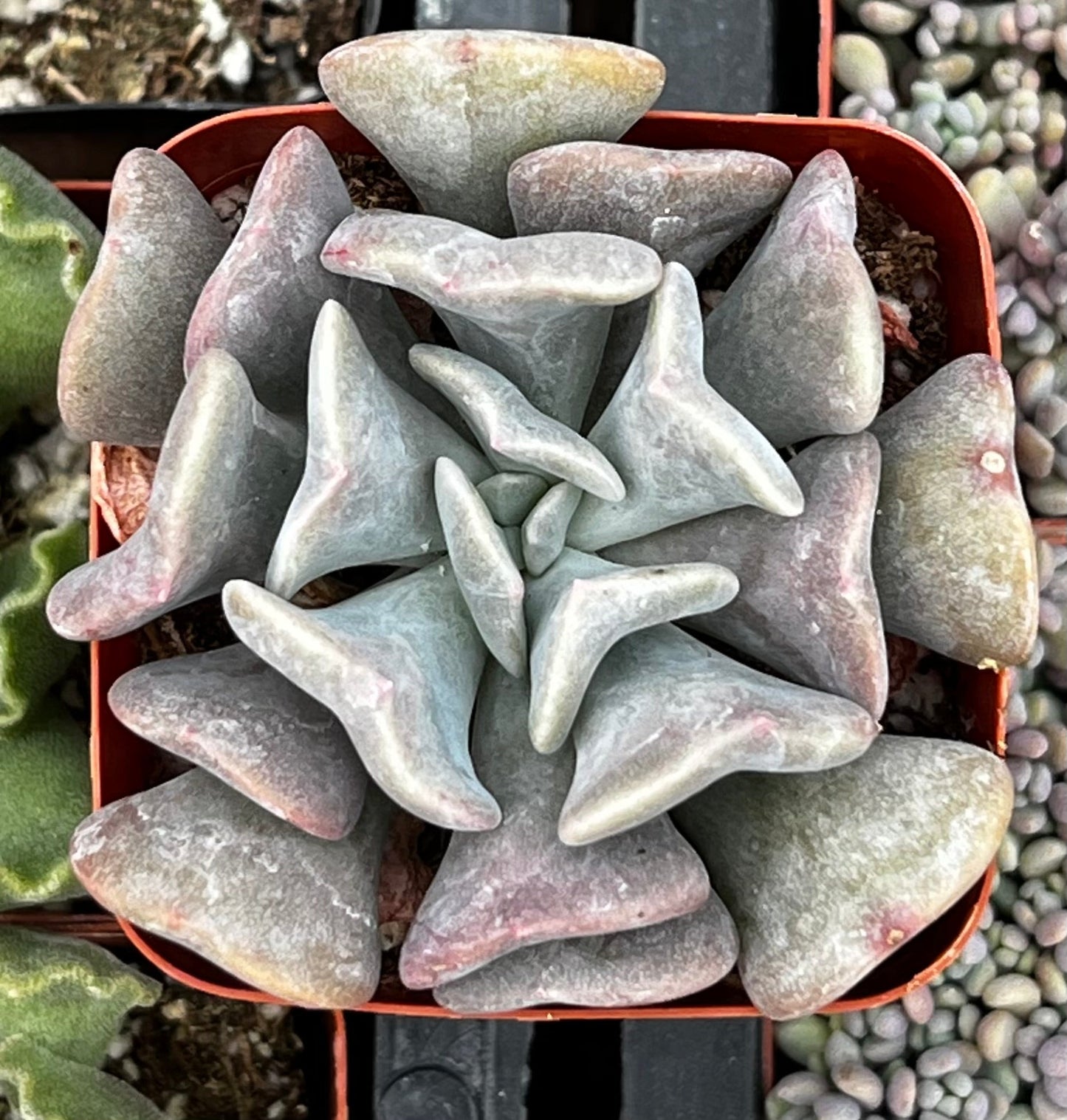 Cubic Frost Echeveria