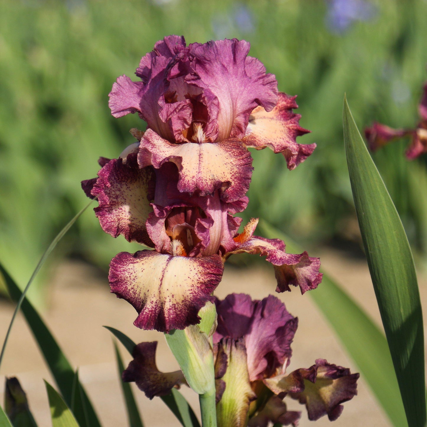 Rockstar Bearded Iris - Reblooming