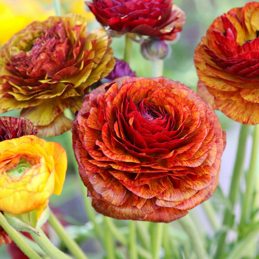Ranunculus - Tecolote Café