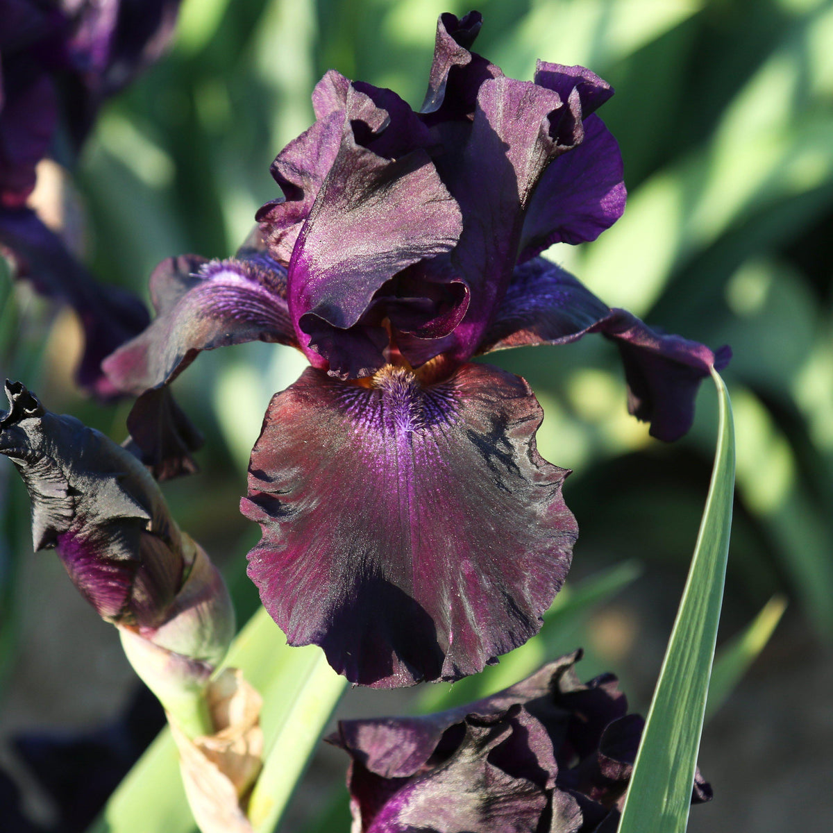 Bearded Iris - Califlora Superstition (Reblooming)