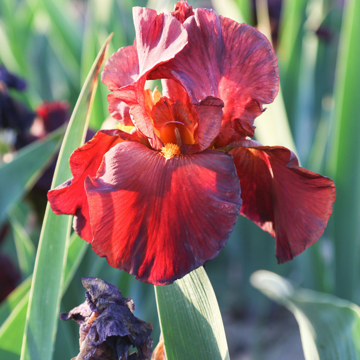 Bearded Iris - Califlora War Chief (Reblooming)