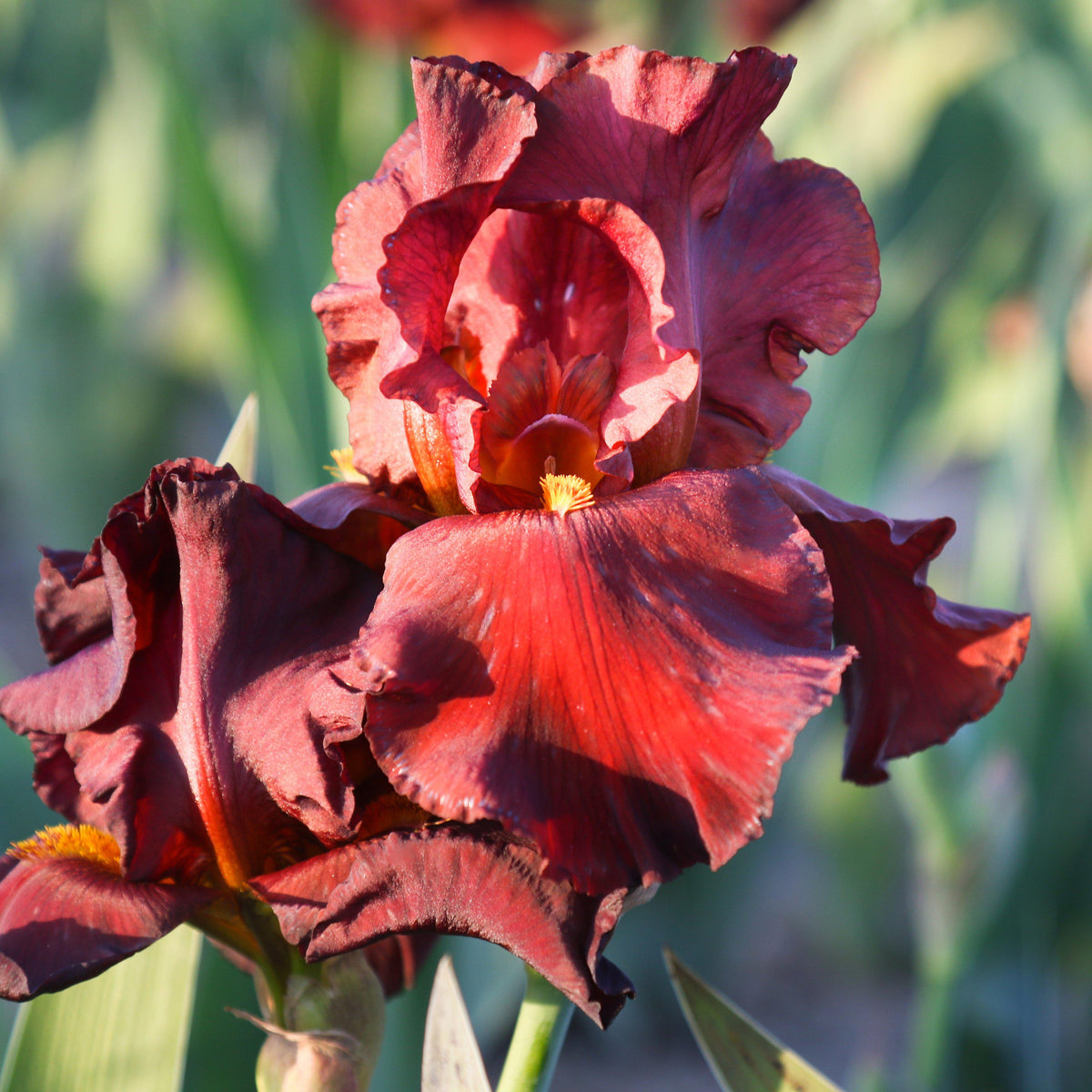 Bearded Iris - Califlora War Chief (Reblooming)