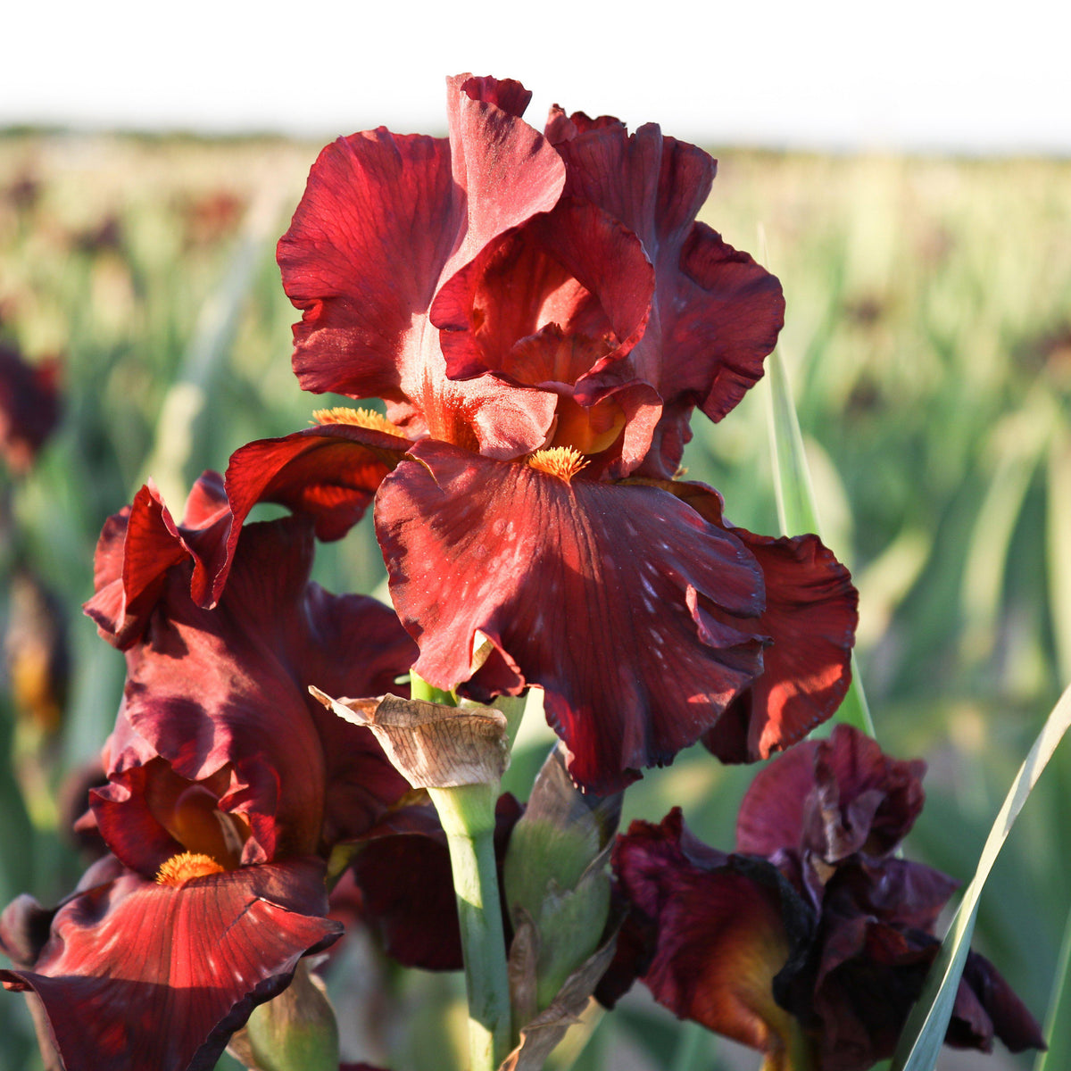 Bearded Iris - Califlora War Chief (Reblooming)