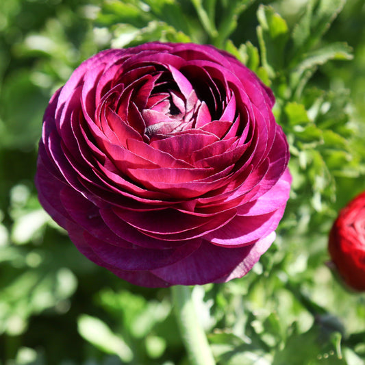 Ranunculus - Tecolote Merlot