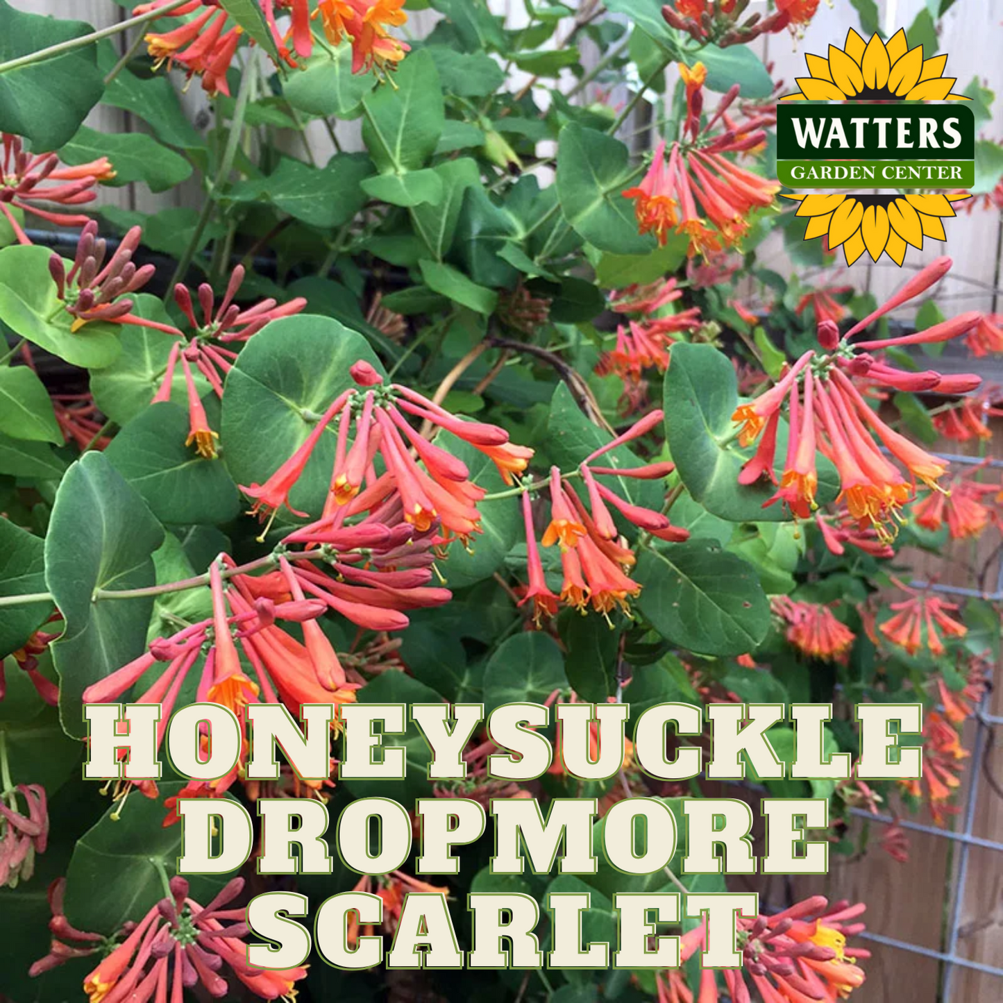 DROPMORE SCARLET HONEYSUCKLE 2gal