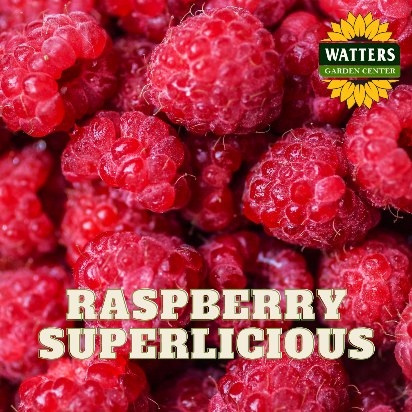 SUPERLICIOUS RASPBERRY 2gal