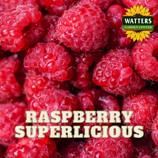 SUPERLICIOUS RASPBERRY 2gal