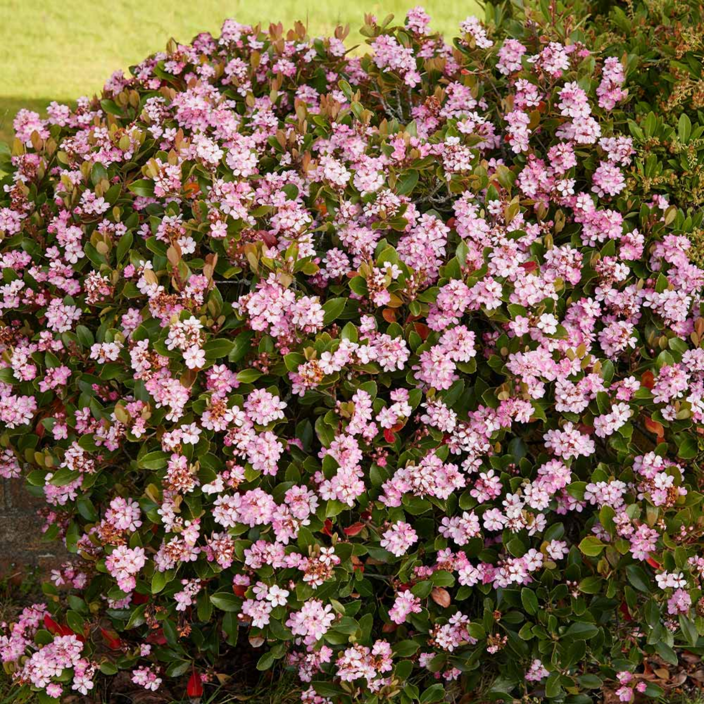 GEORGIA PETITE HAWTHORN 2gal