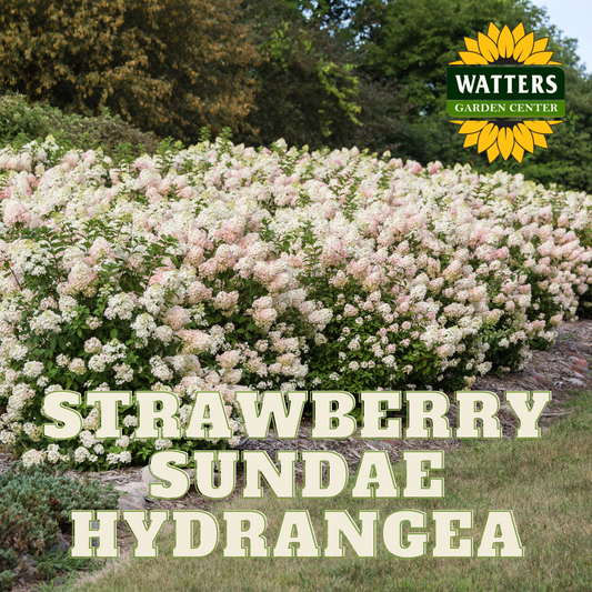 STRAWBERRY SUNDAE HYDRANGEA 2gal