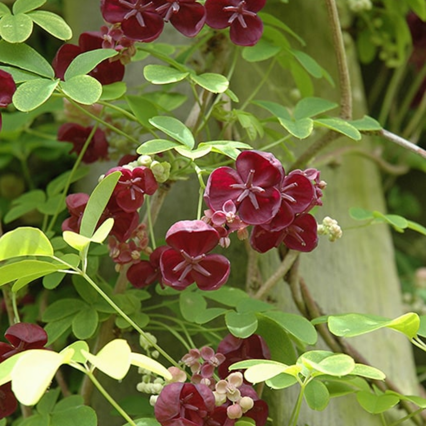 WHITE FLOWERING CHOCOLATE VINE AKEBIA 5gal STAKED