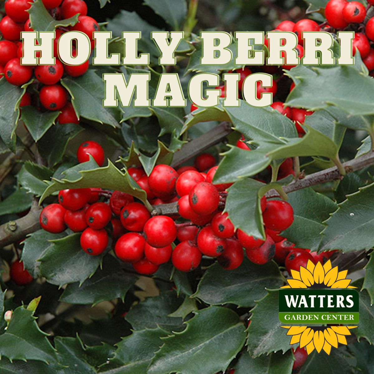 BERRI MAGIC HOLLY 2gal