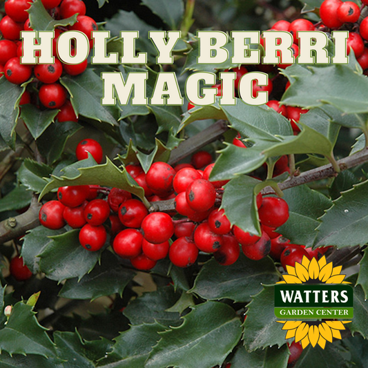 BERRI MAGIC HOLLY 2gal