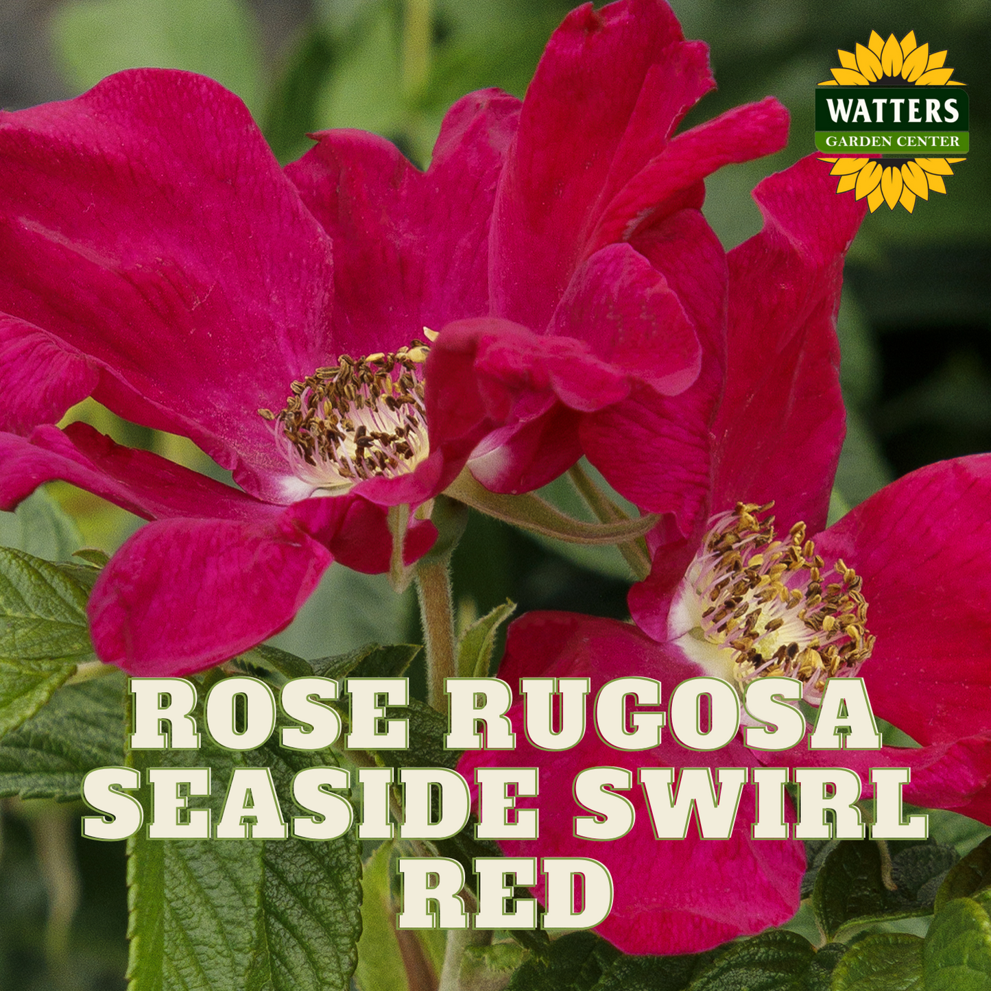 RUGOSA SEASIDE SWIRL RED ROSE 2gal