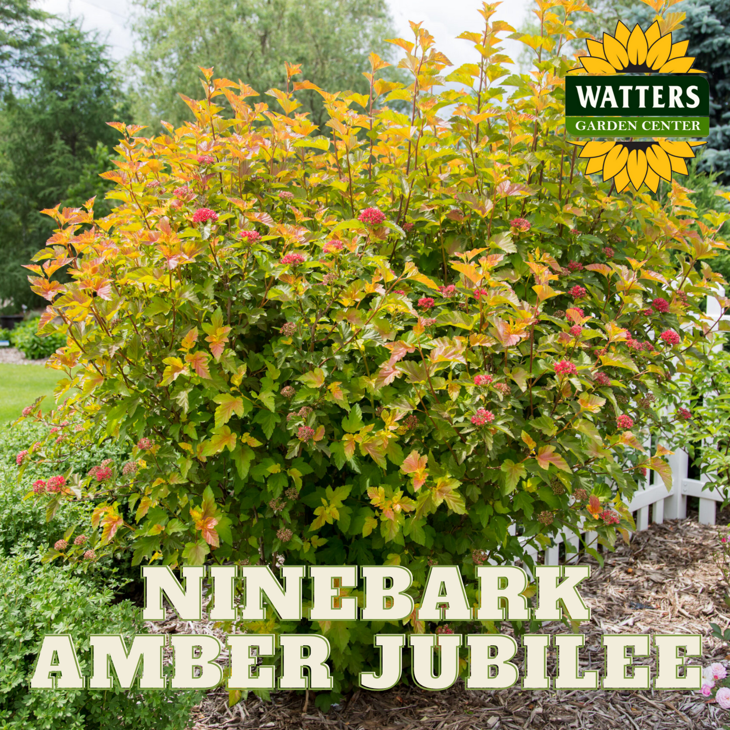 NINEBARK AMBER JUBILEE 3 GAL.