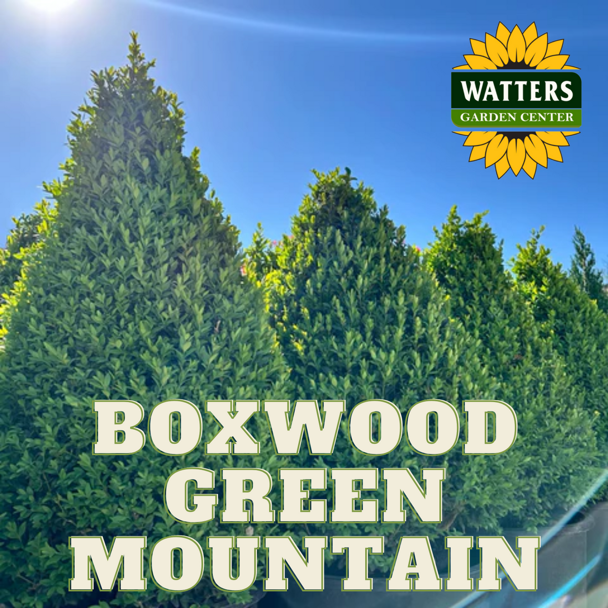 GREEN MOUNTAIN BOXWOOD 3gal