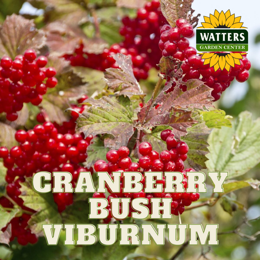 CRANBERRY BUSH VIBURNUM 2gal