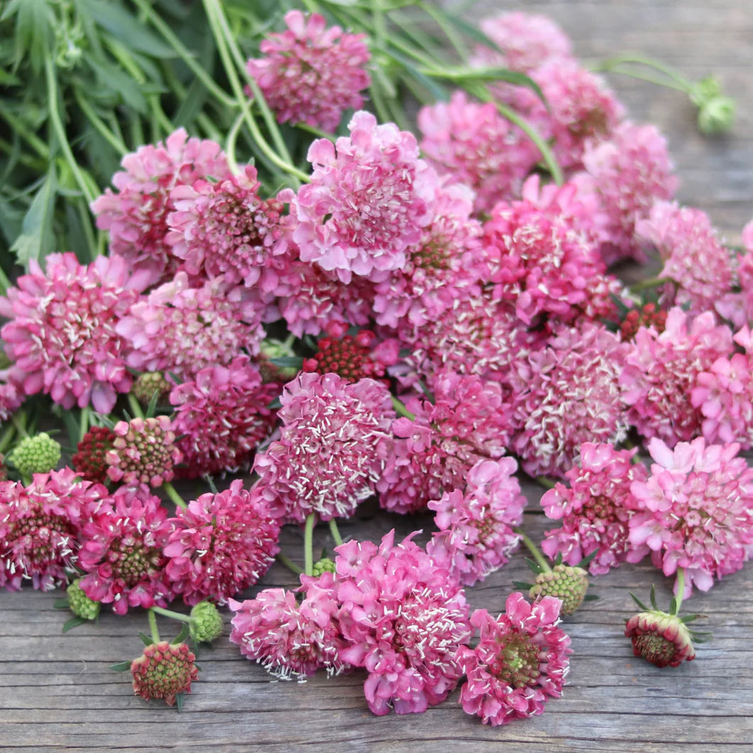 FLUTTER ROSE PINK PINCUSHION FLOWER 1gal