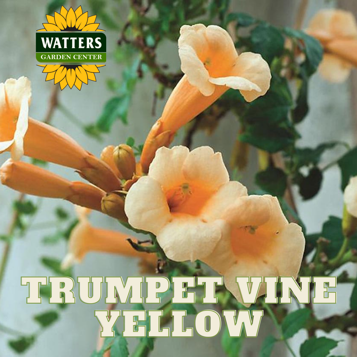 YELLOW TRUMPET VINE 2gal STAKED