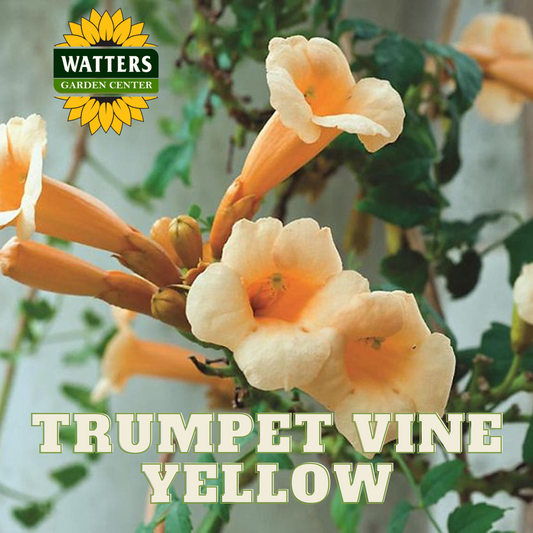 YELLOW TRUMPET VINE 2gal STAKED