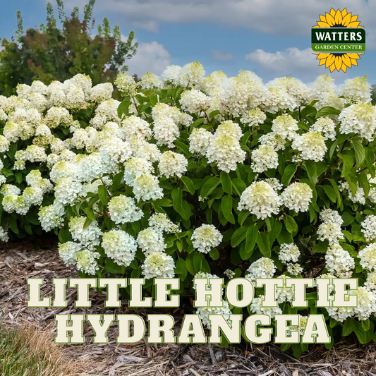LITTLE HOTTIE HYDRANGEA 2gal