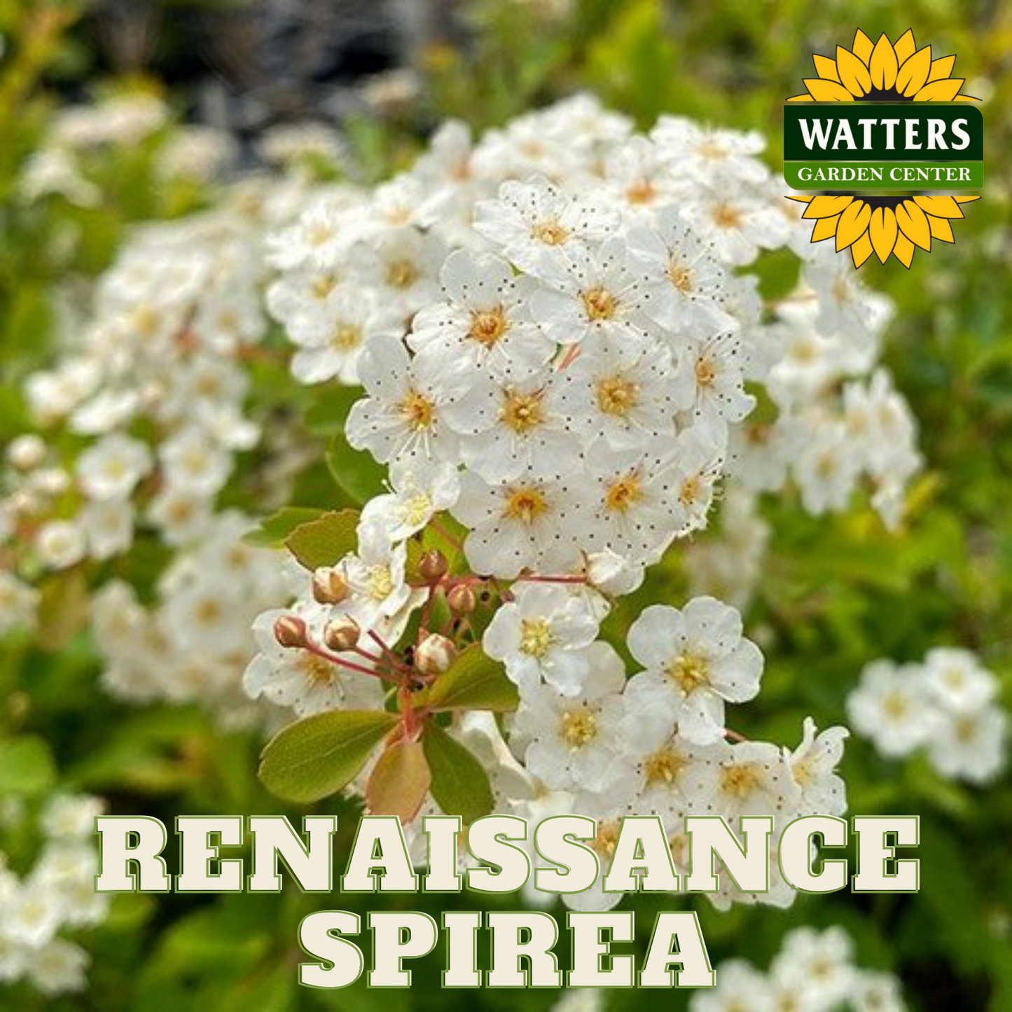 RENAISSANCE BRIDALWREATH SPIRAEA 2gal