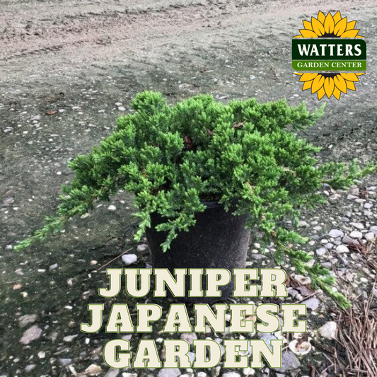 JAPANESE GARDEN JUNIPER 2gal