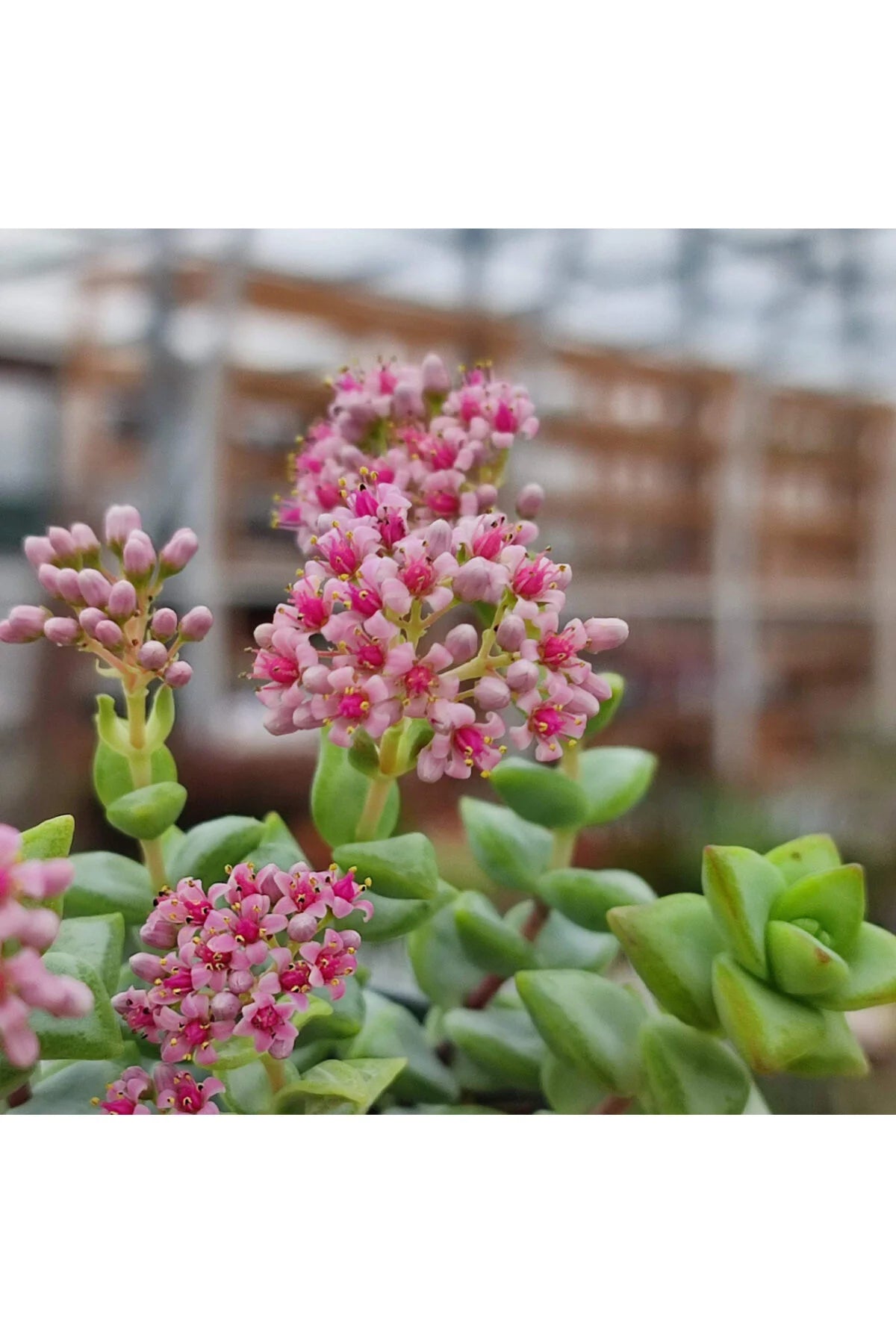 Rosary Vine Crassula Rupestris