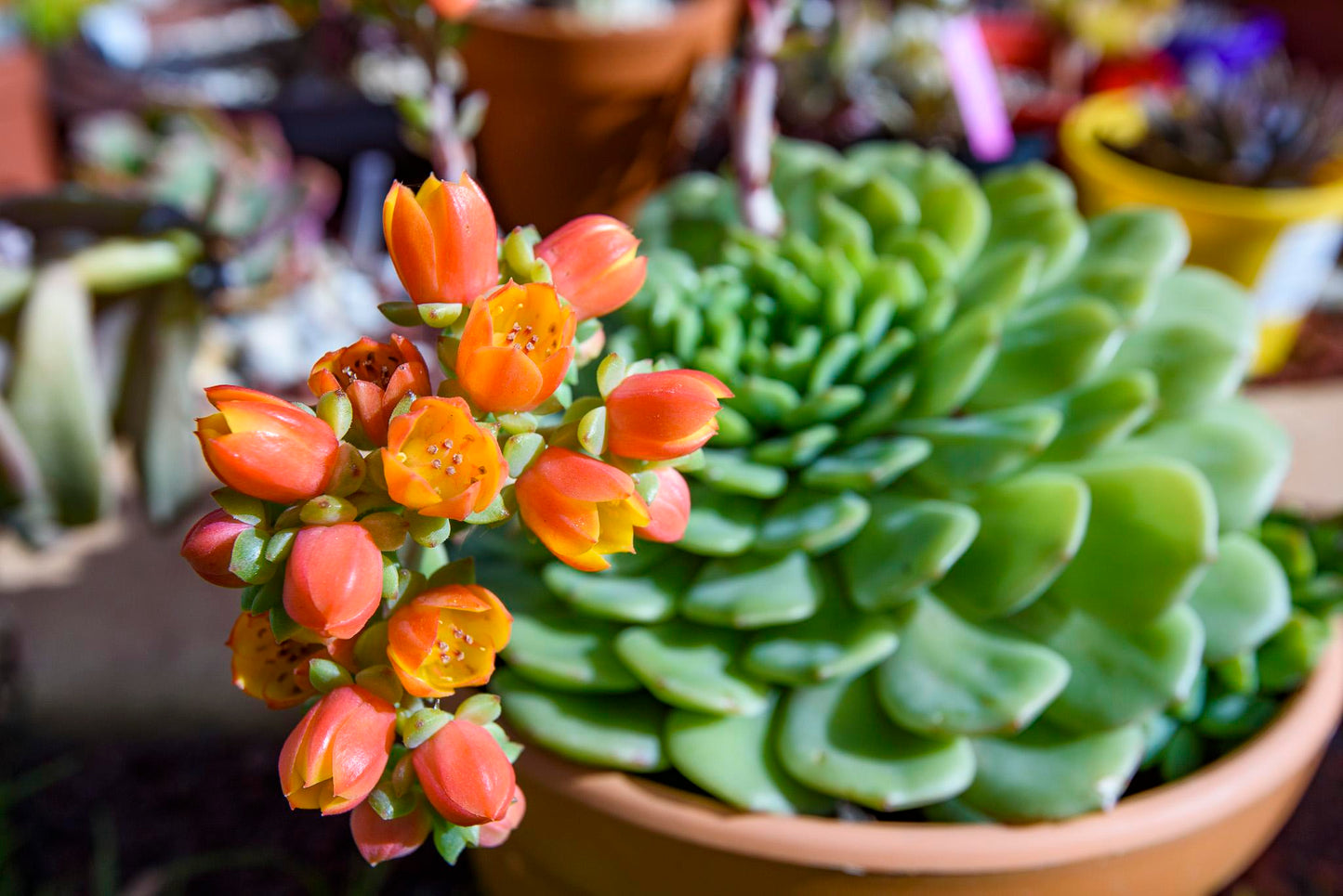 Echeveria Derosa