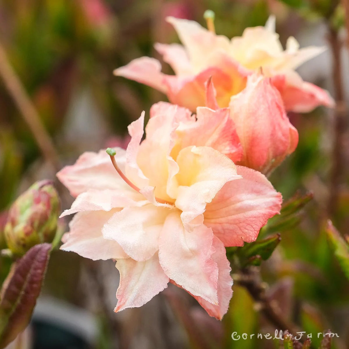 CANNONS DOUBLE AZALEA 3gal