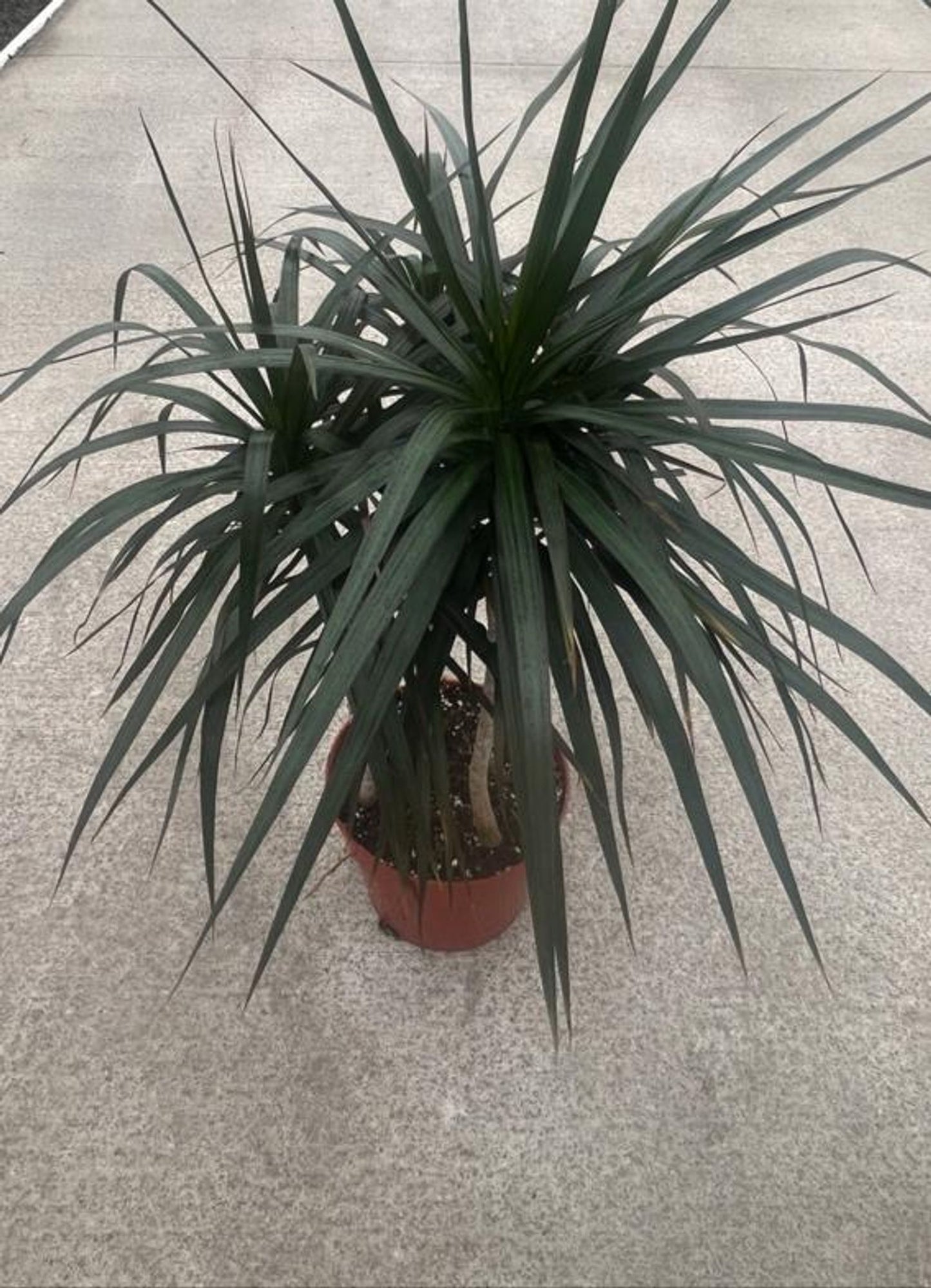 MAGENTA DRACAENA MARGINATA 8in