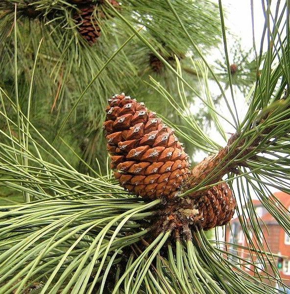 PONDEROSA PINE TREE 7gal
