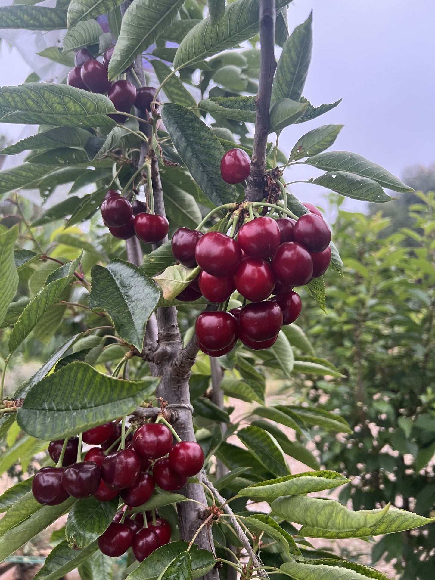 UTAH GIANT CHERRY TREE 7gal