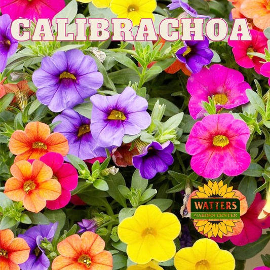 CALIBRACHOA
