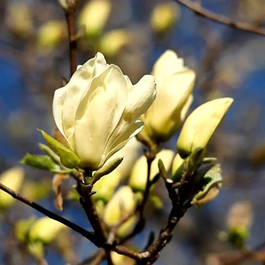 ELIZABETH MAGNOLIA TREE 5gal