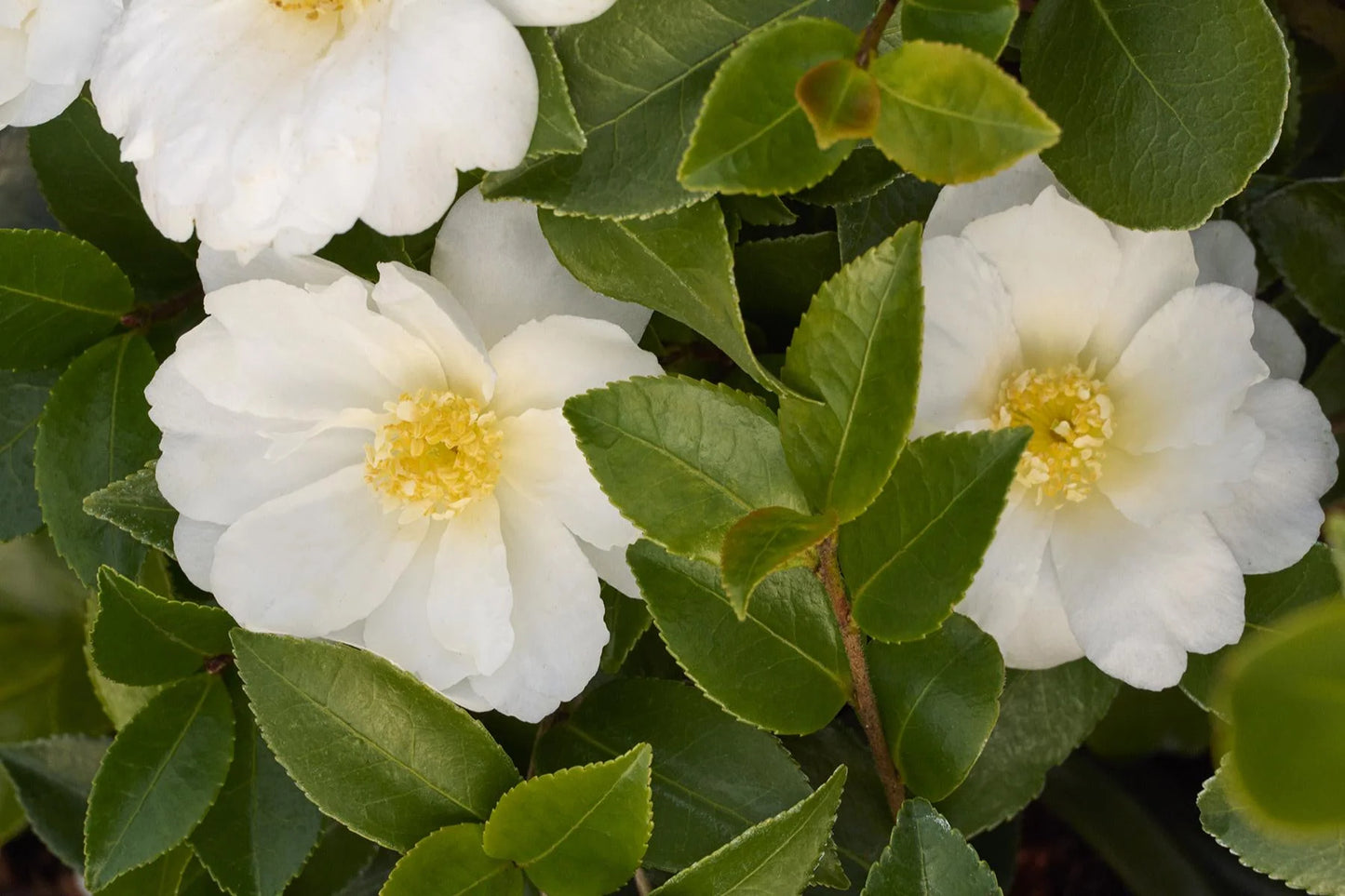 WINTER'S SNOWMAN ICE ANGELS CAMELLIA 5gal