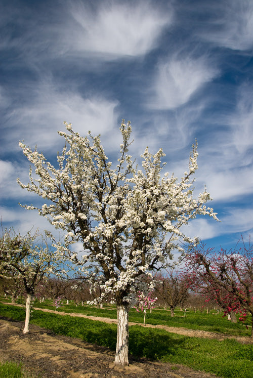 BURGUNDY PLUM TREE 10gal
