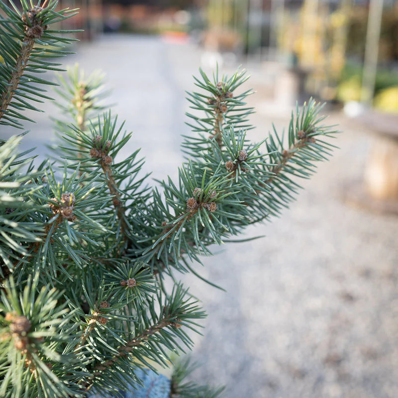 SESTER DWARF SPRUCE TREE 3'-4' 15" PREM CEDAR BX