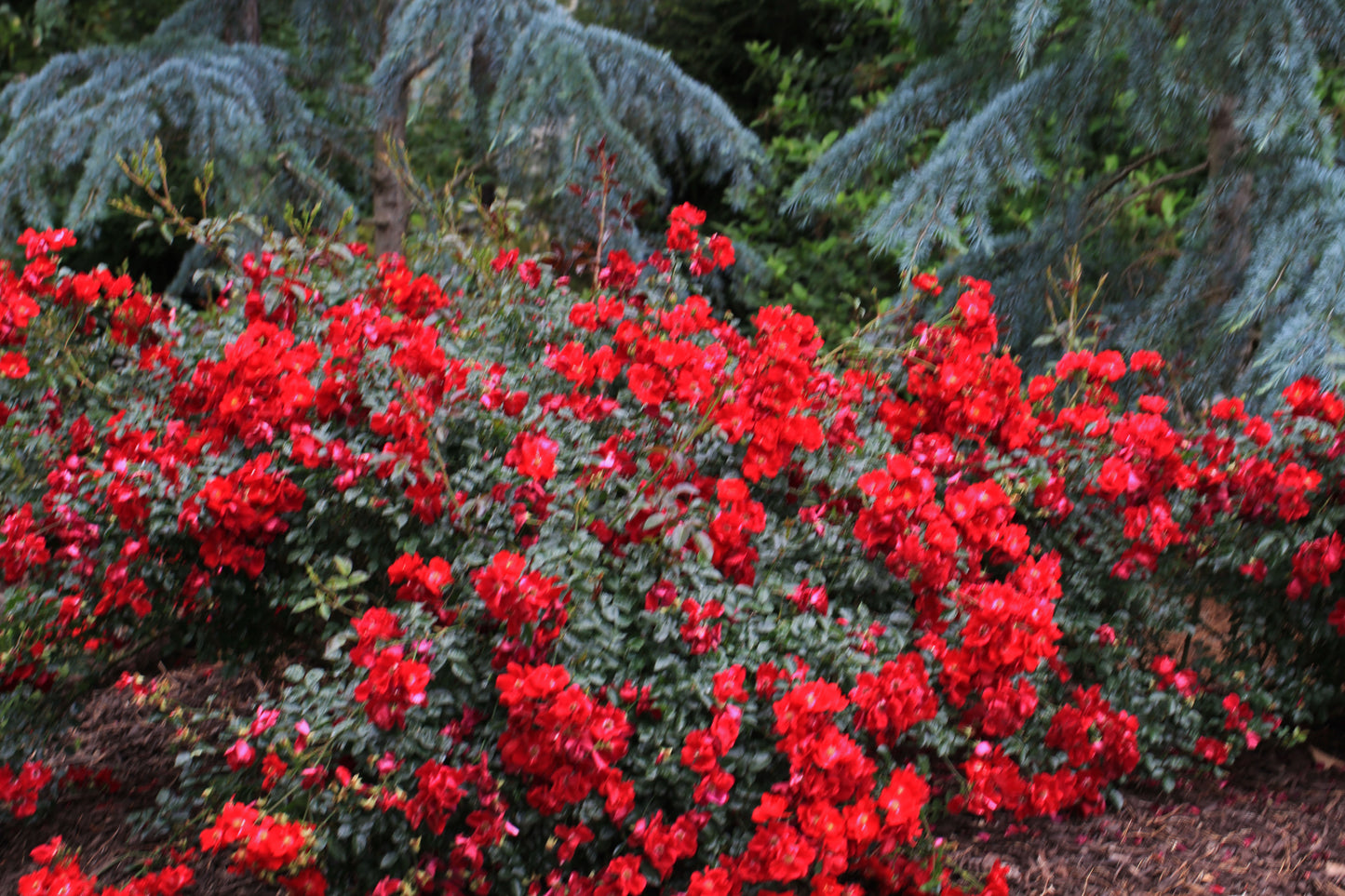 RED CARPET ROSE 2gal