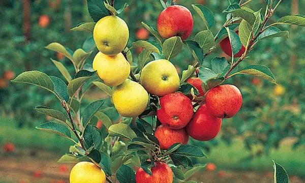 4-IN-1 APPLE COCKTAIL TREE 7gal – Watters Garden Center