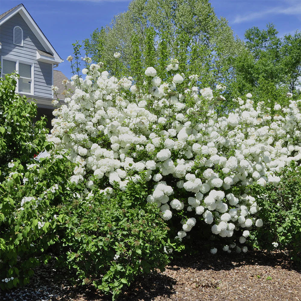 SNOWBALL VIBURNUM 2gal