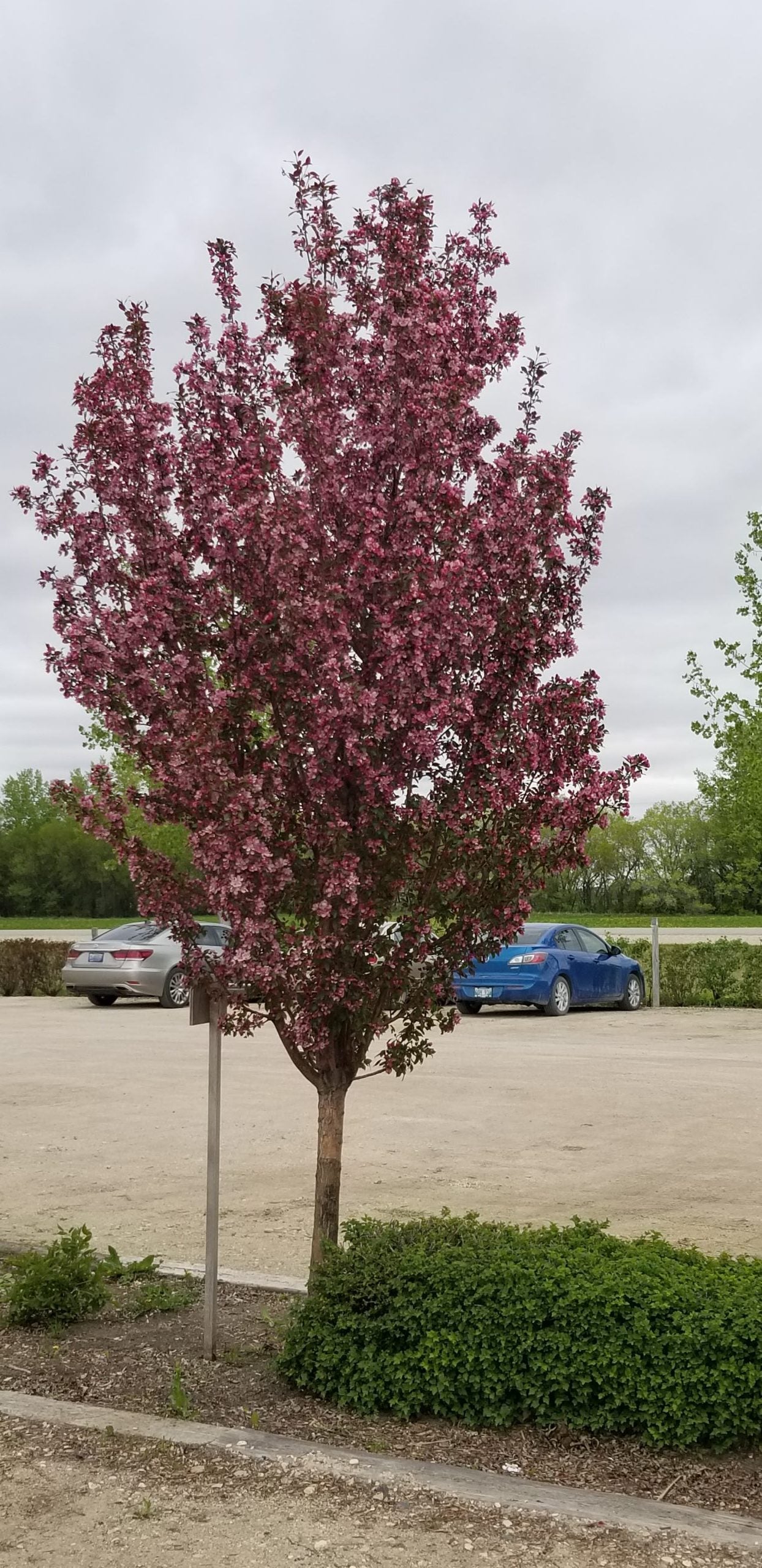 GLADIATOR CRABAPPLE TREE 10gal