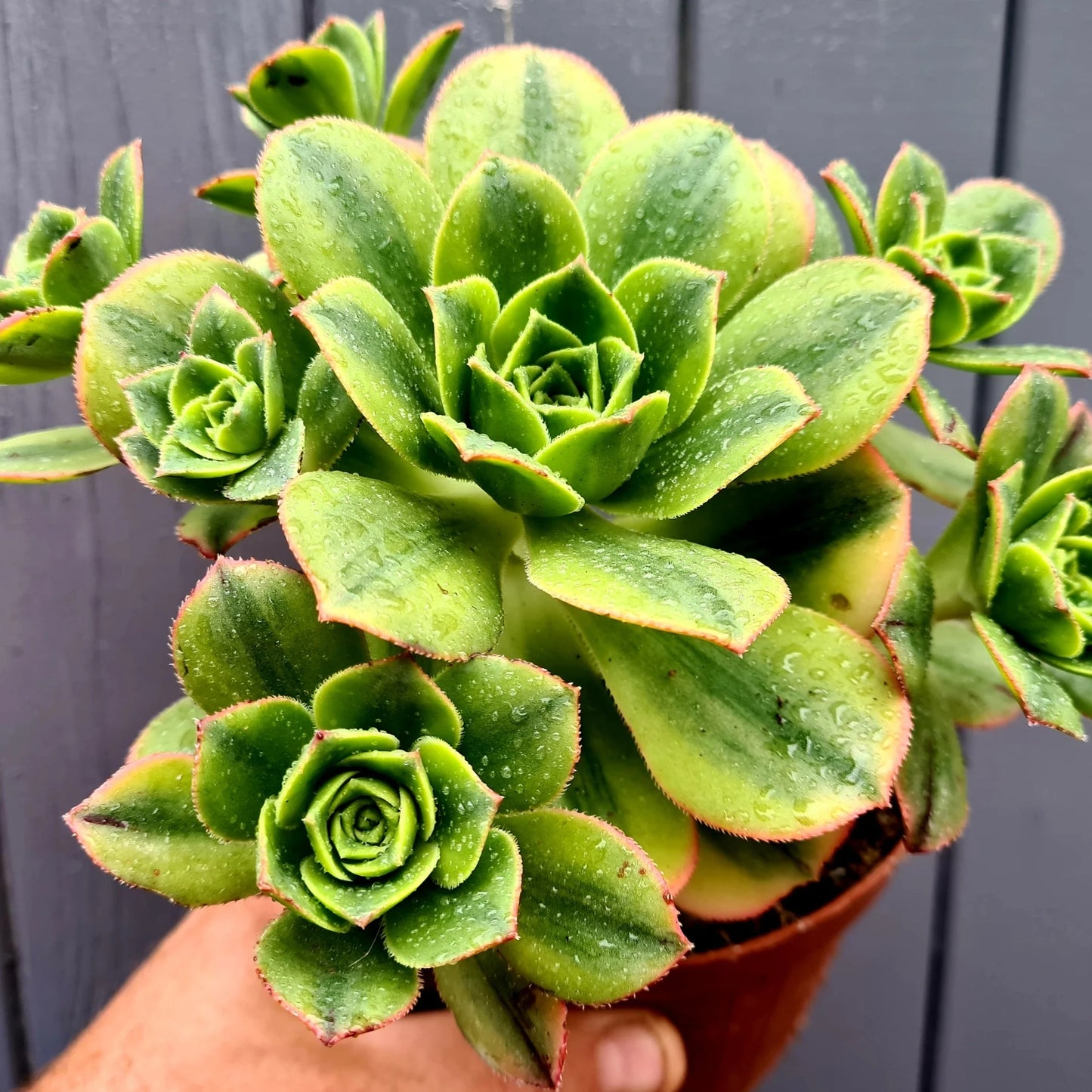 Aeonium Floresens
