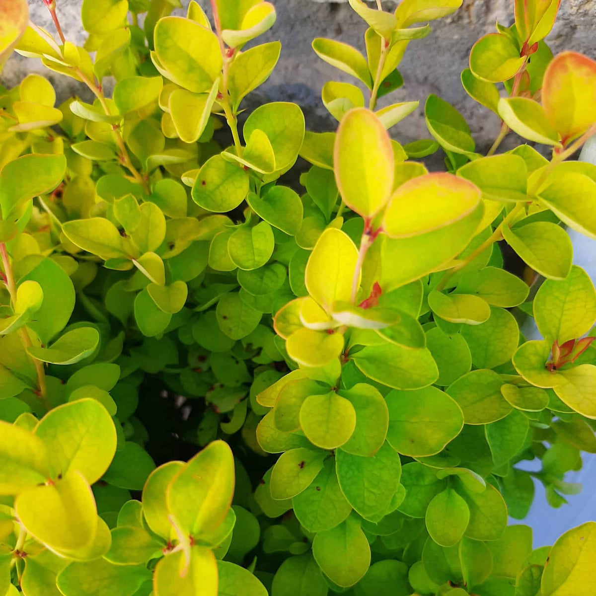 LIMONCELLO  BARBERRY 3gal
