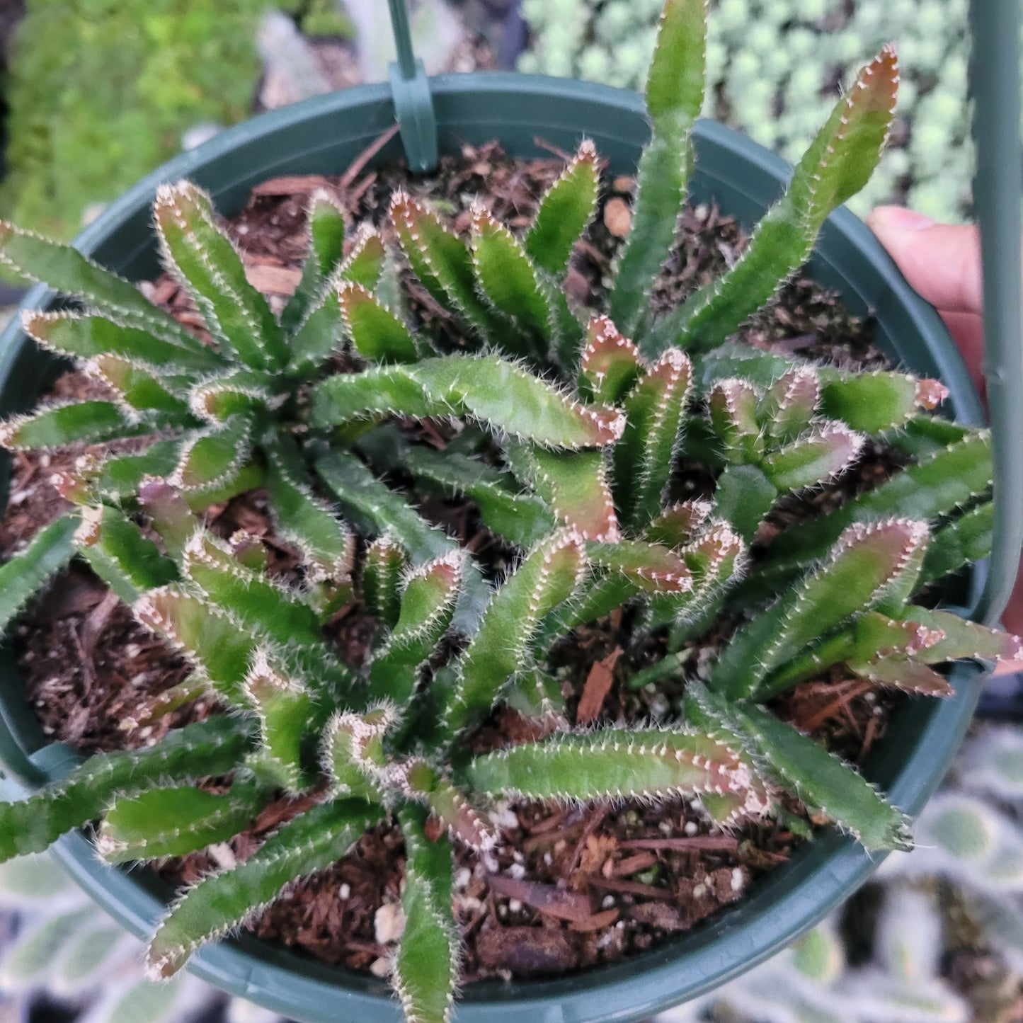 Cascading Jungle Cactus Rhipsalis Cereoides