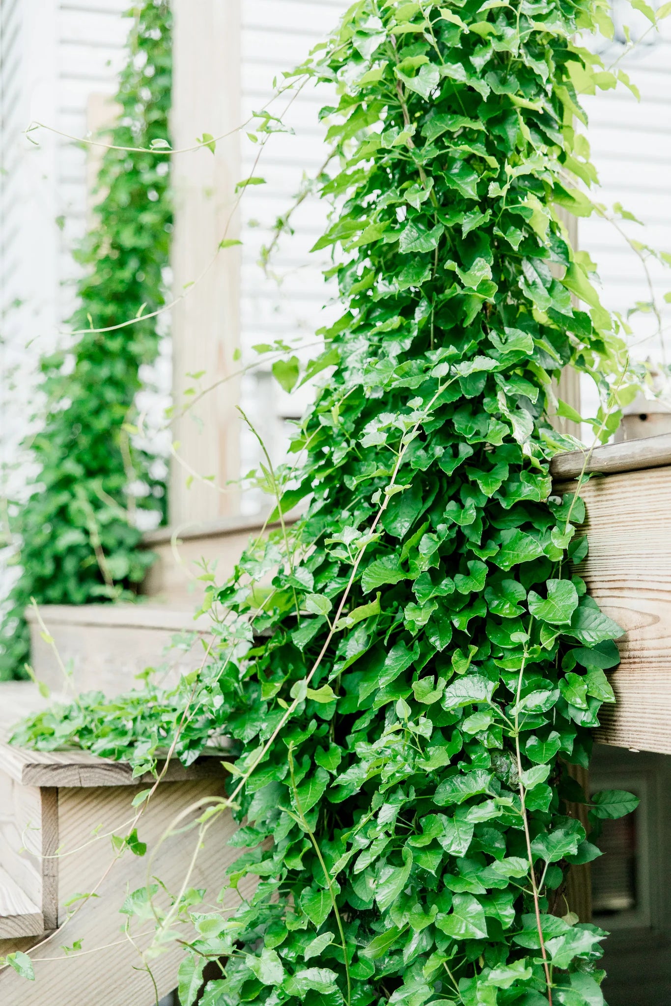 SILVER LACE VINE 5gal