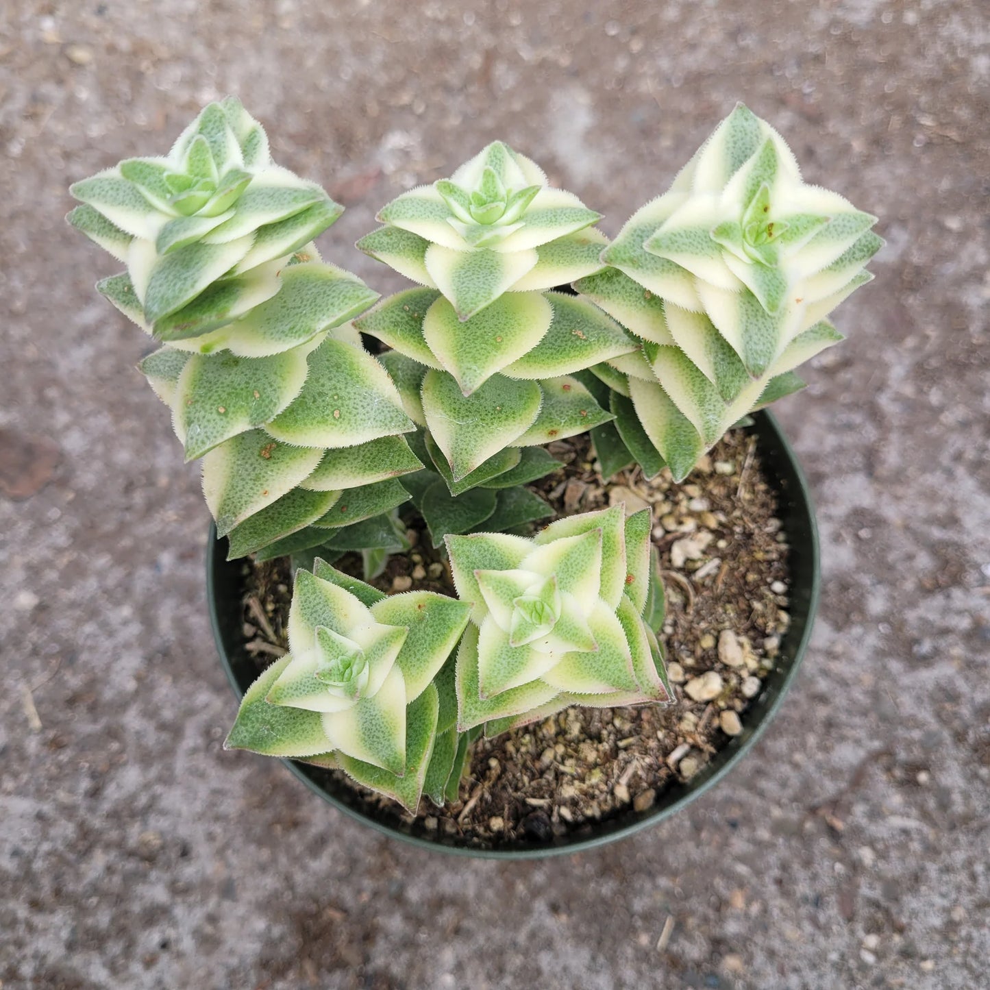 Variegated String of Buttons
