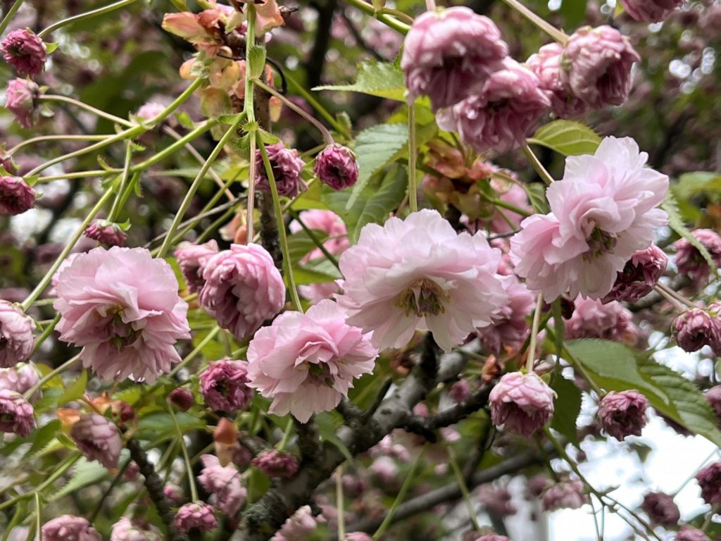 WEEPING FLOWERING CHERRY TREE 5gal