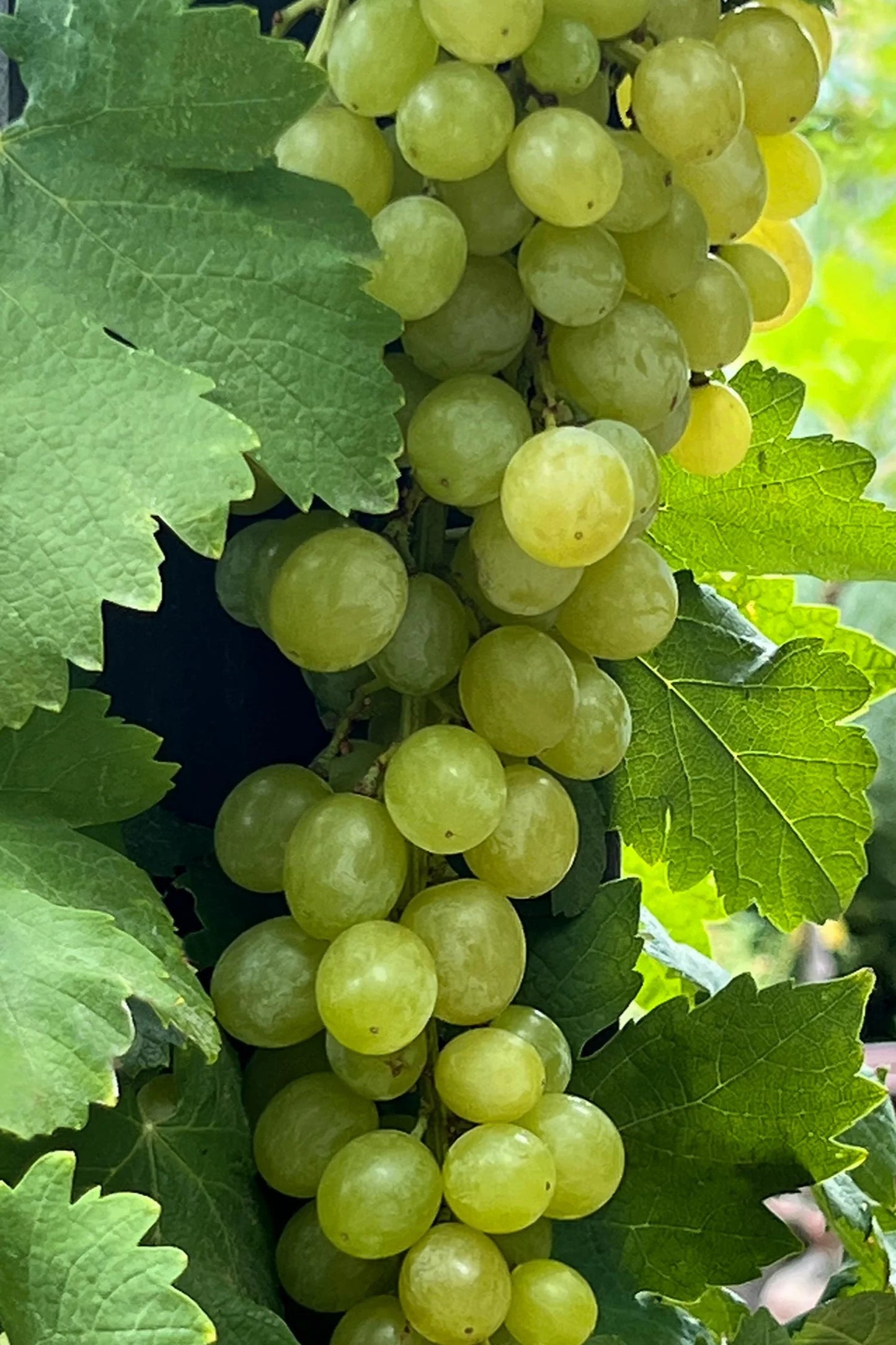 ZESTFUL GOLDEN CHALICE GRAPE 1gal