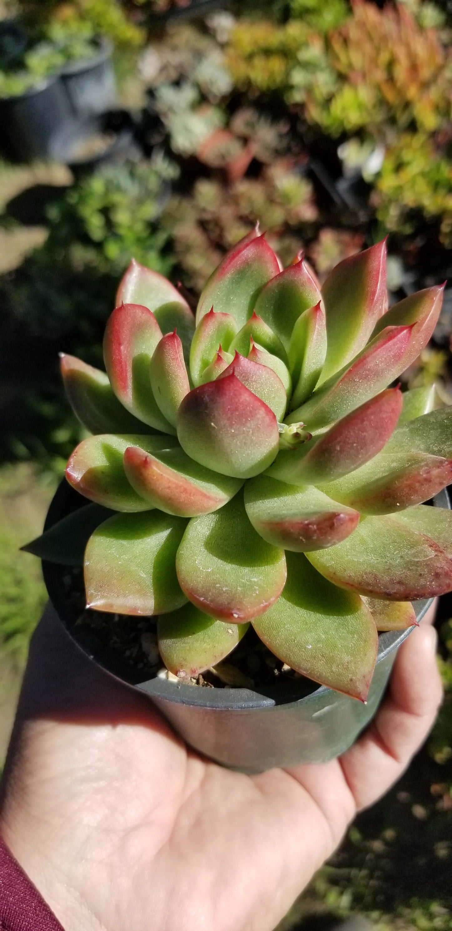 Echeveria Agavoides Prolifera